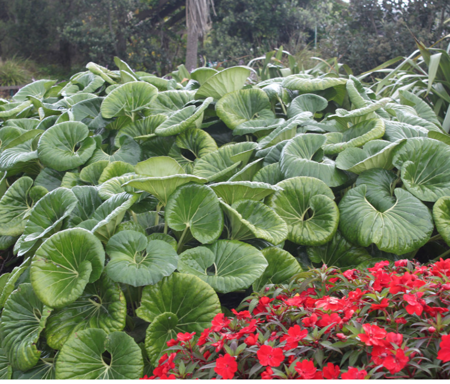Farfugium giganteum (3 plants)