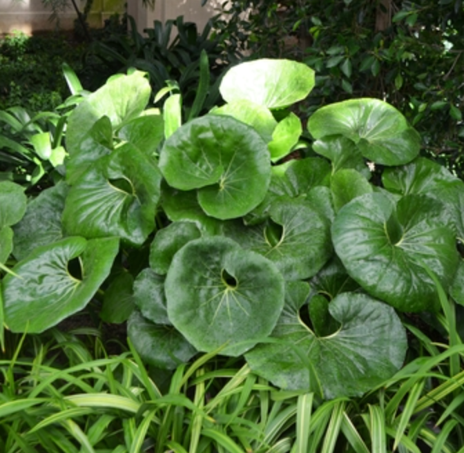 Farfugium giganteum (3 plants)
