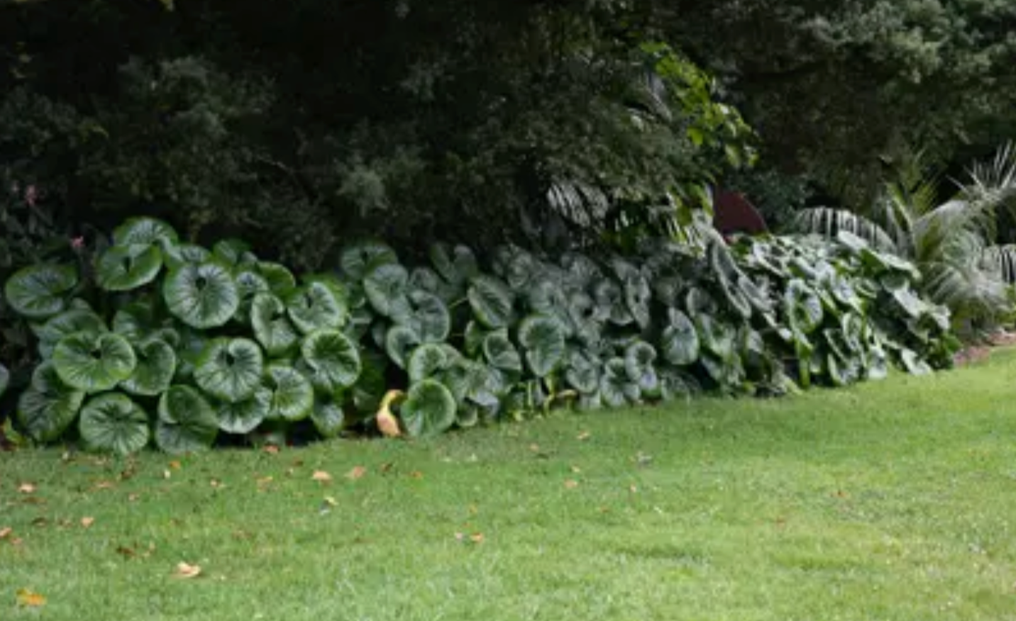 Farfugium giganteum (3 plants)