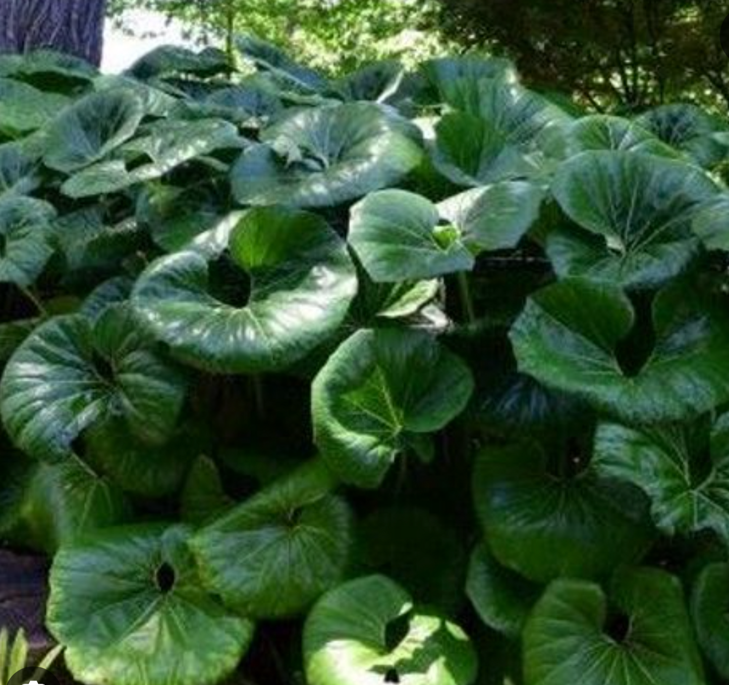 Farfugium giganteum (3 plants)