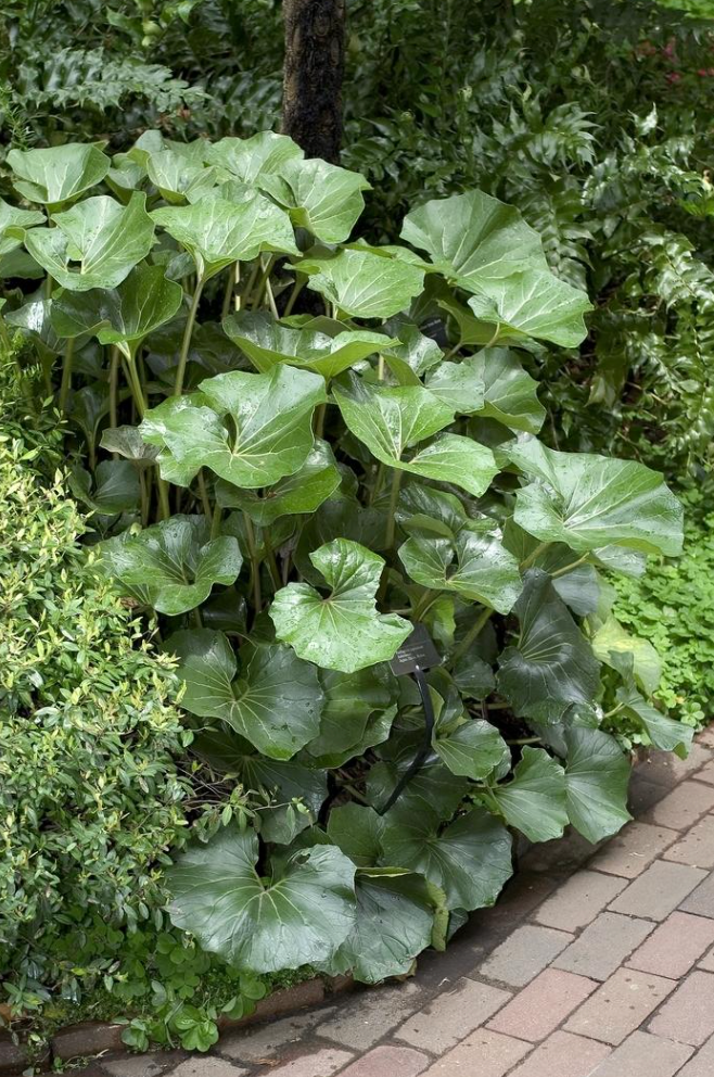 Farfugium giganteum (3 plants)