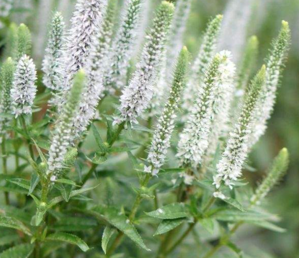 Veronica ‘Snow Candles’ (Speedwell) – 3 Plants