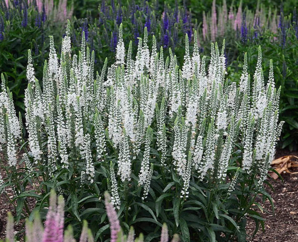 Veronica ‘Snow Candles’ (Speedwell) – 3 Plants