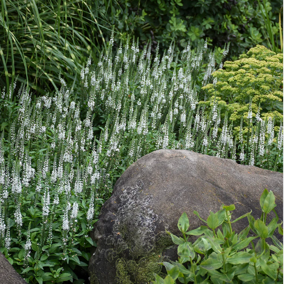 Veronica ‘Snow Candles’ (Speedwell) – 3 Plants