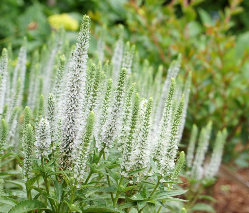 Veronica ‘Snow Candles’ (Speedwell) – 3 Plants
