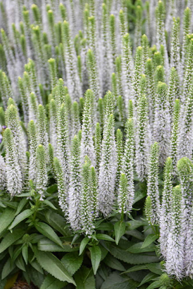 Veronica ‘Snow Candles’ (Speedwell) – 3 Plants