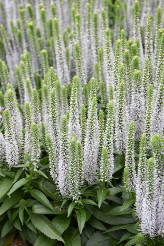 Veronica ‘Snow Candles’ (Speedwell) – 3 Plants