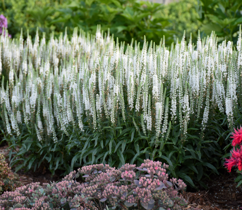 Veronica ‘Snow Candles’ (Speedwell) – 3 Plants