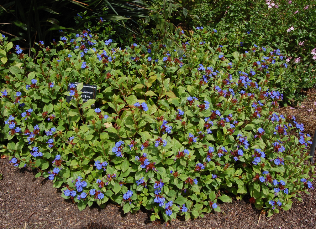 Ceratostigma plumbaginoides (Plumbago) – 3 Plants
