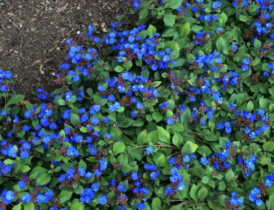 Ceratostigma plumbaginoides (Plumbago) – 3 Plants