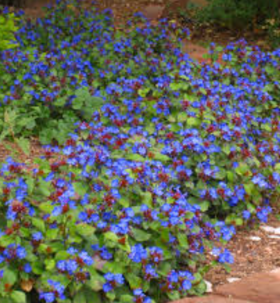 Ceratostigma plumbaginoides (Plumbago) – 3 Plants