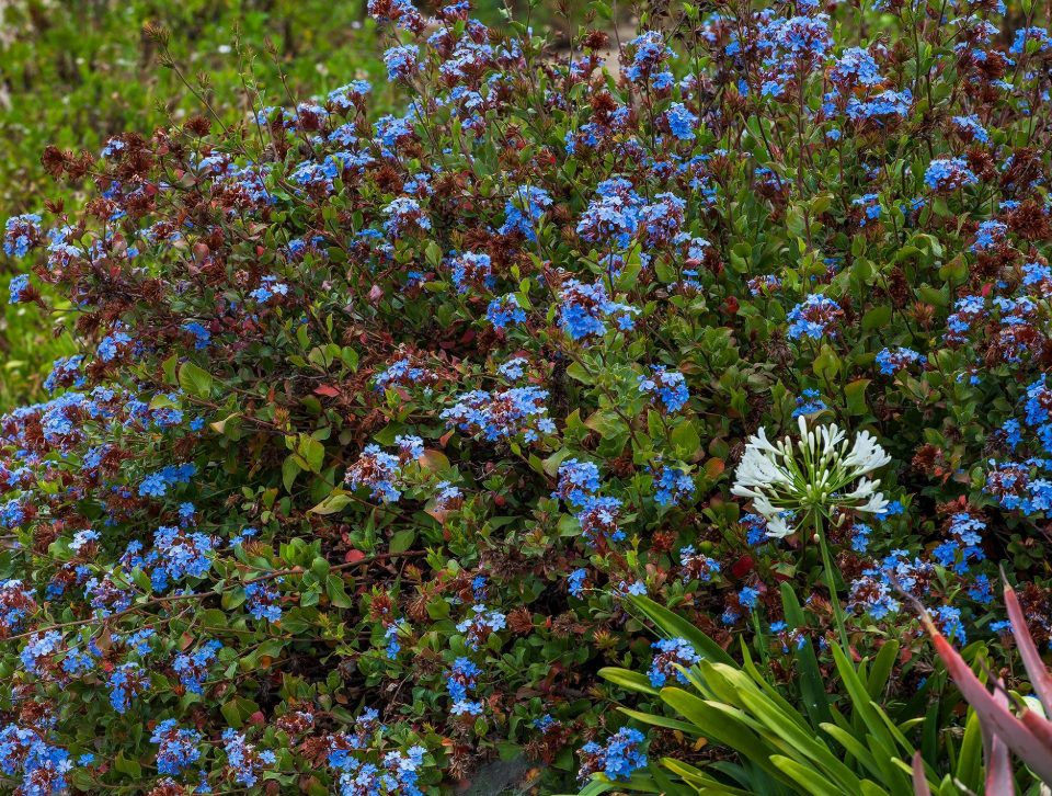 Ceratostigma plumbaginoides (Plumbago) – 3 Plants