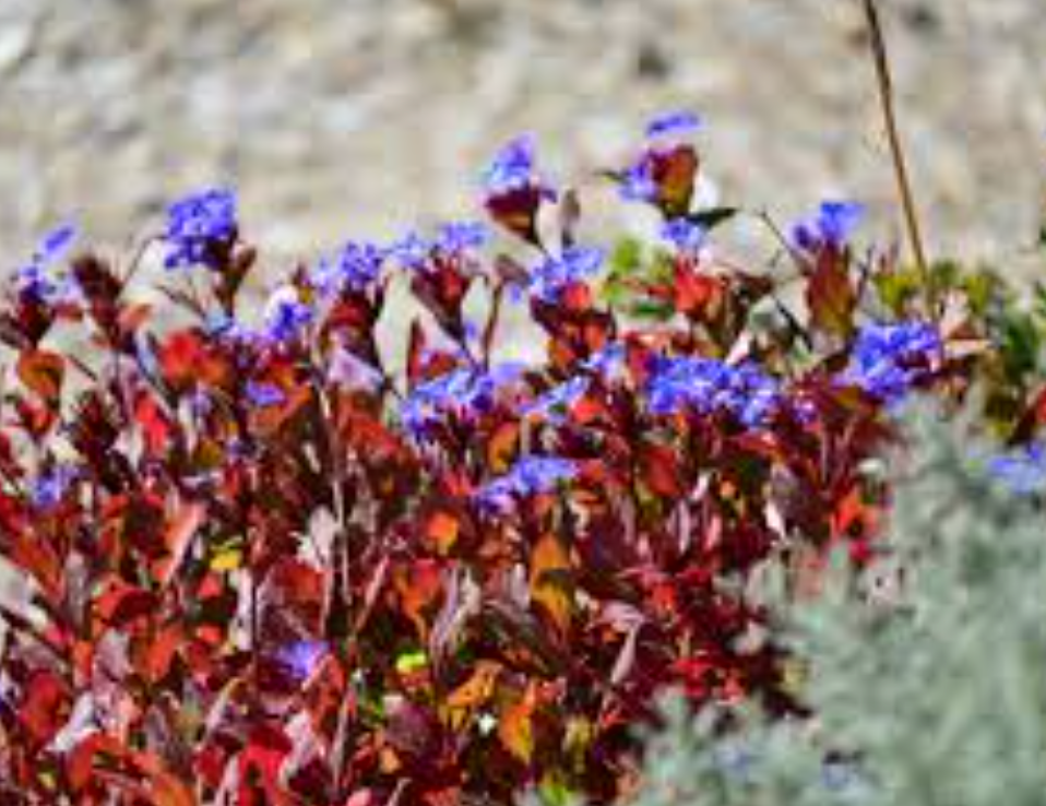 Ceratostigma plumbaginoides (Plumbago) – 3 Plants