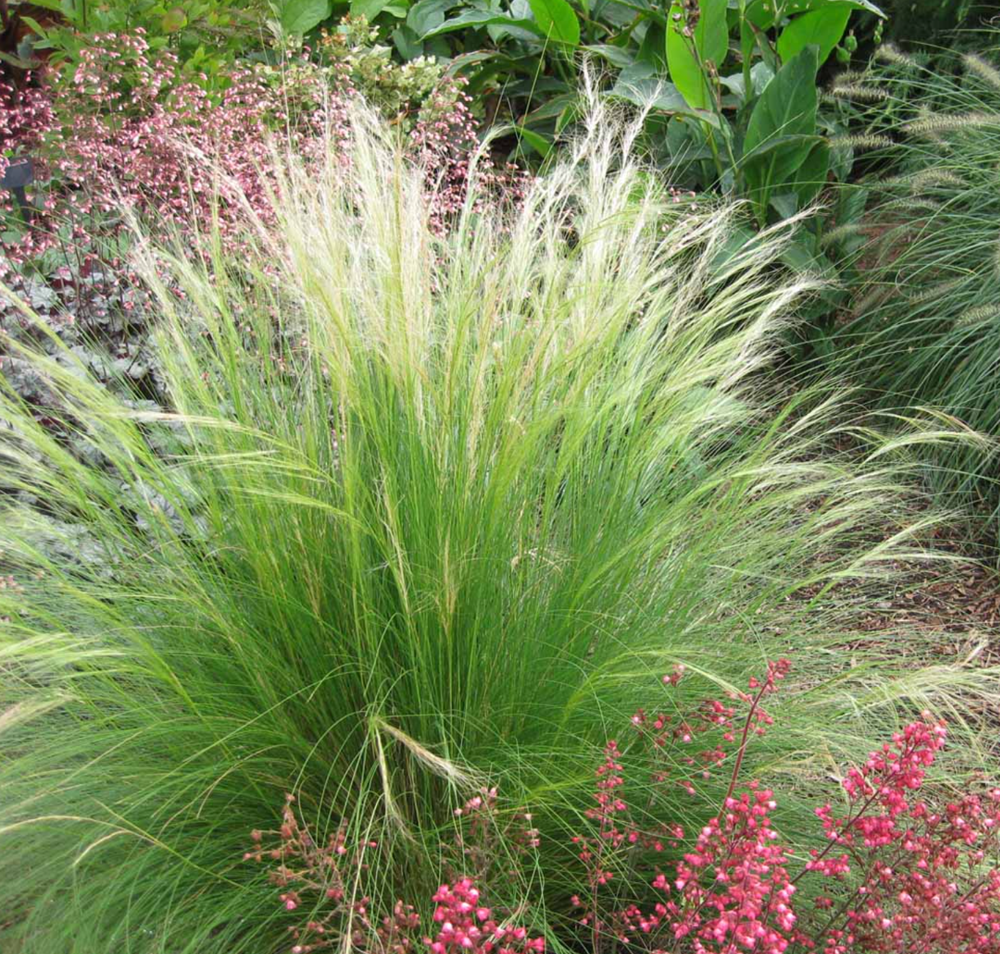 Nassella tenuissima (Mexican Feather Grass) – 3 Plants