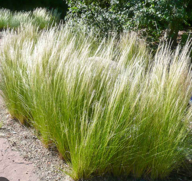 Nassella tenuissima (Mexican Feather Grass) – 3 Plants