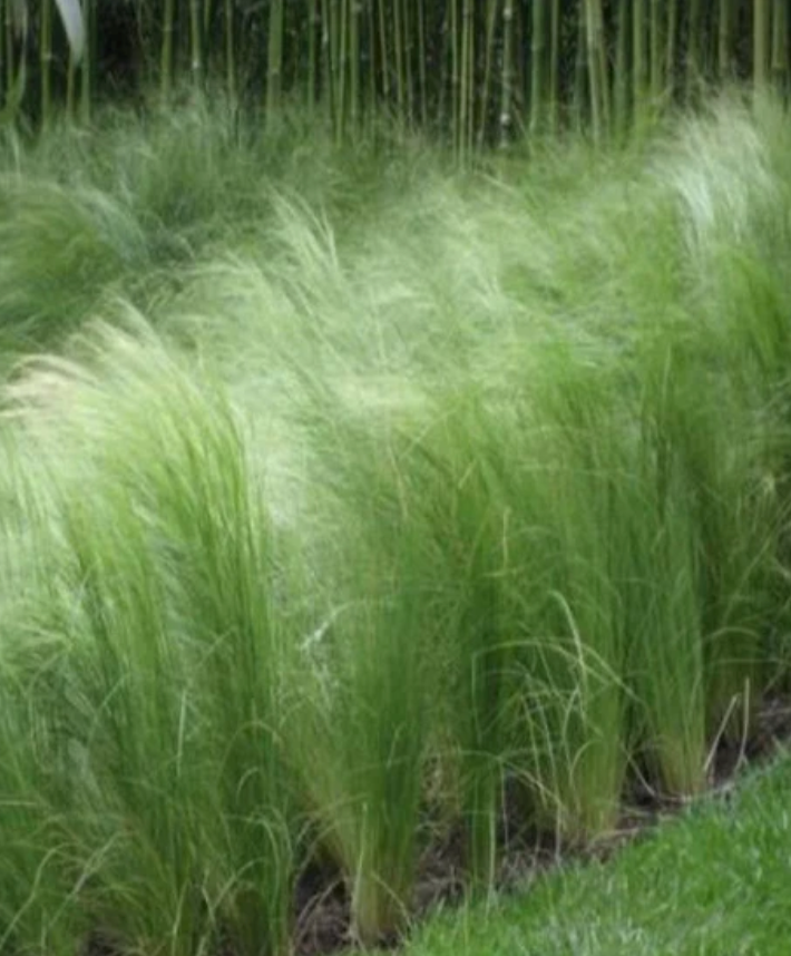 Nassella tenuissima (Mexican Feather Grass) – 3 Plants