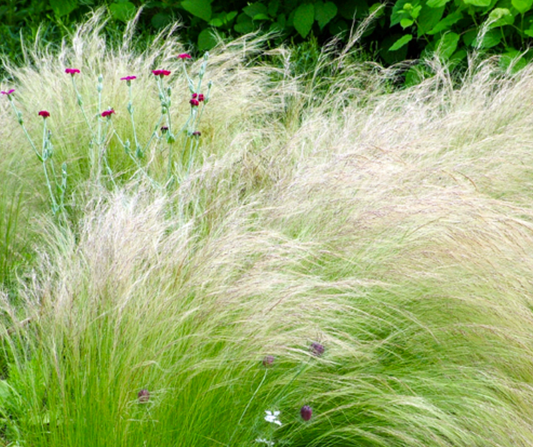 Nassella tenuissima (Mexican Feather Grass) – 3 Plants