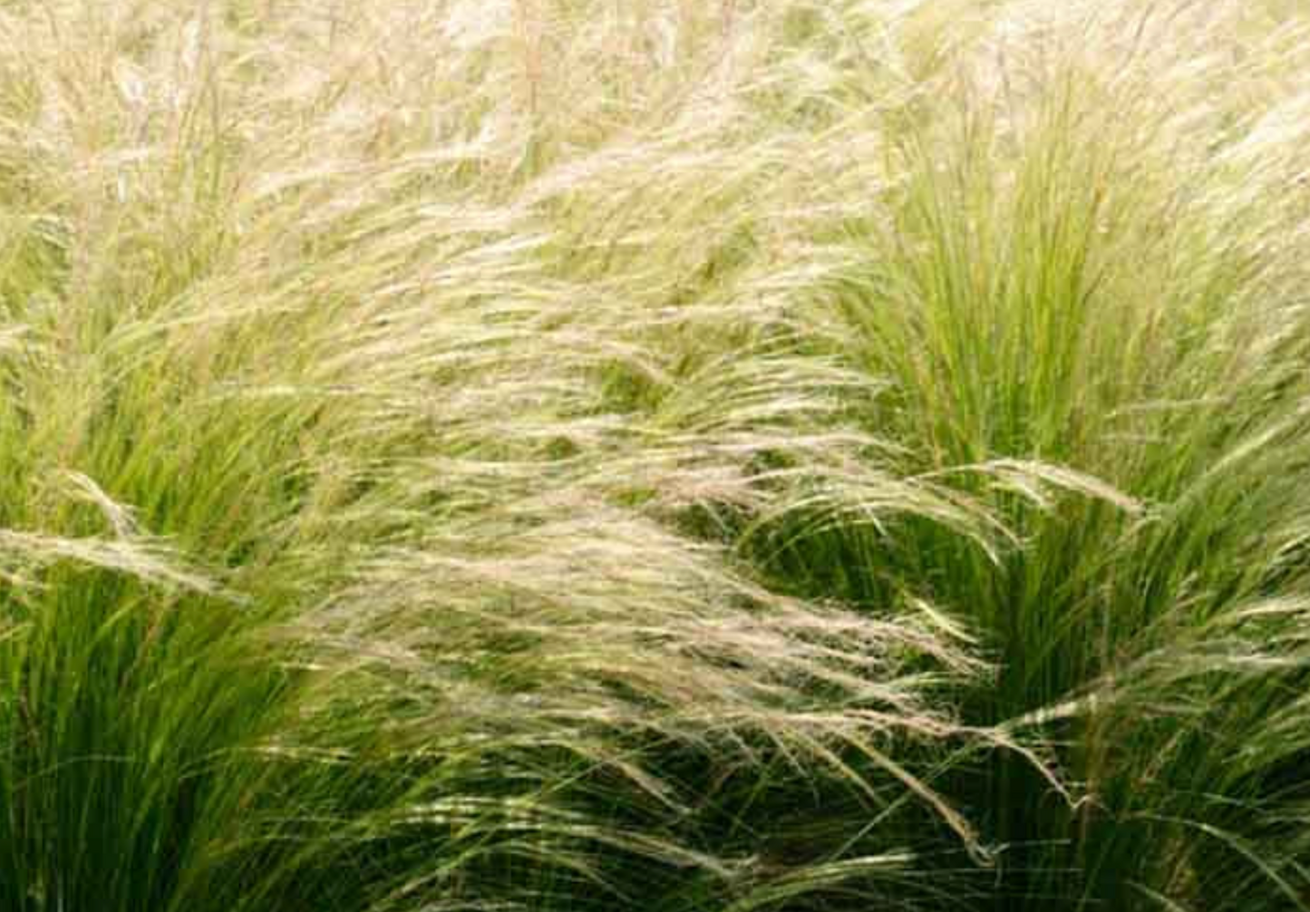 Nassella tenuissima (Mexican Feather Grass) – 3 Plants