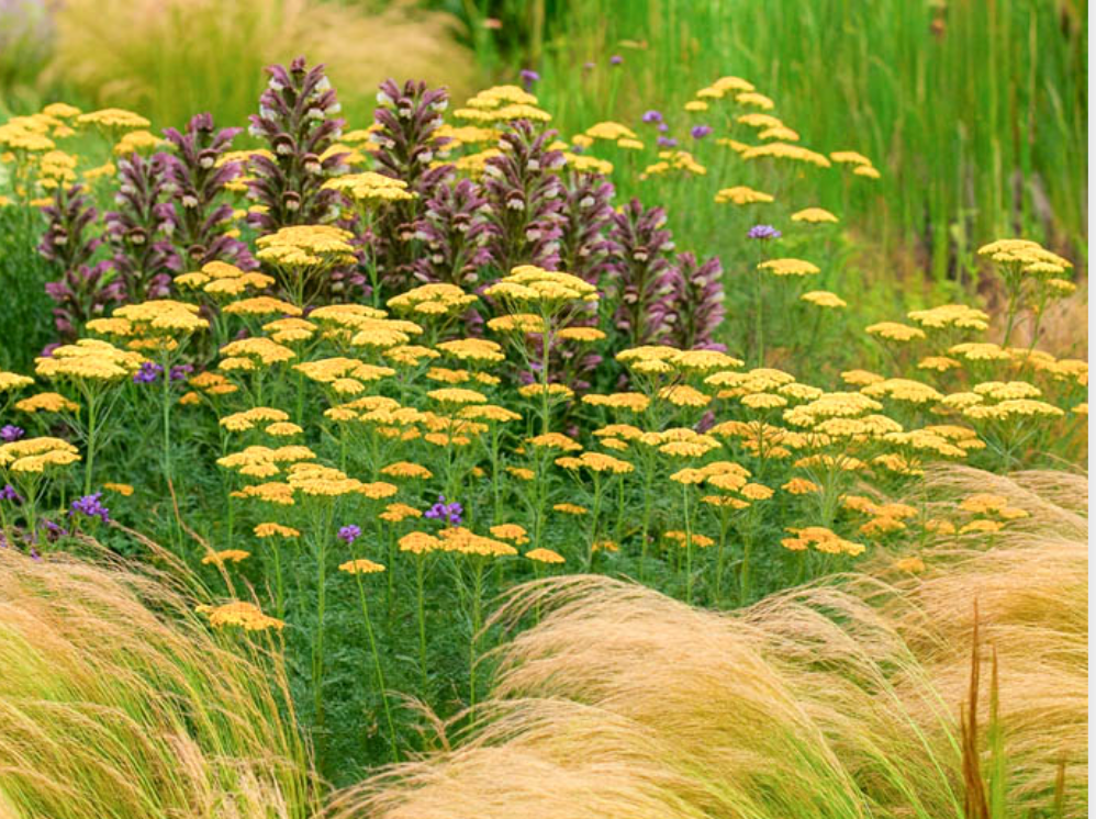 Nassella tenuissima (Mexican Feather Grass) – 3 Plants