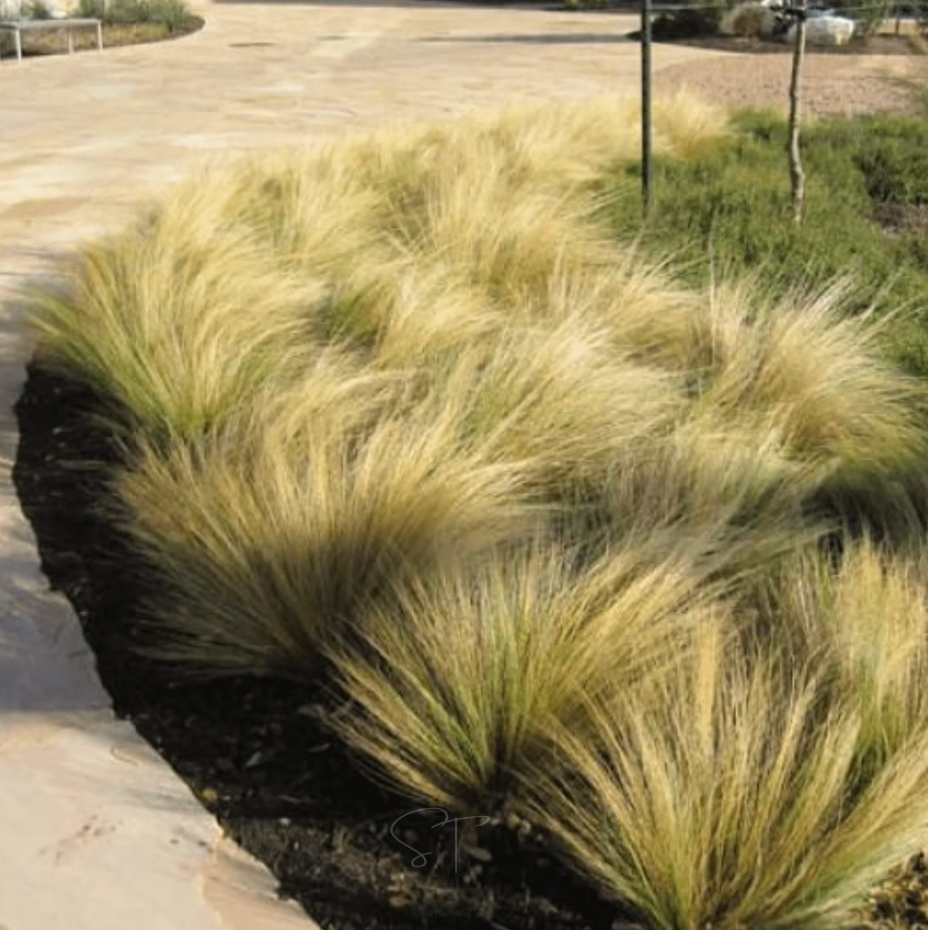 Nassella tenuissima (Mexican Feather Grass) – 3 Plants