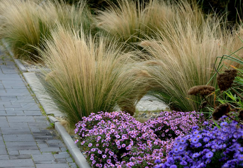 Nassella tenuissima (Mexican Feather Grass) – 3 Plants