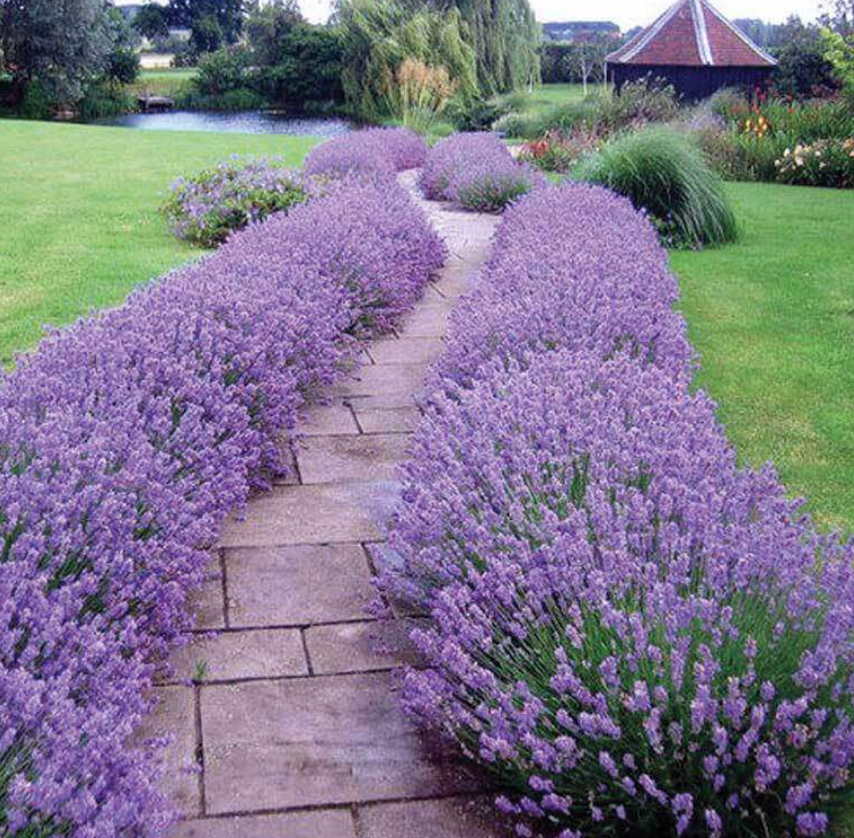 Lavandula angustifolia ‘Hidcote’ (English Lavender) – 3 Plants