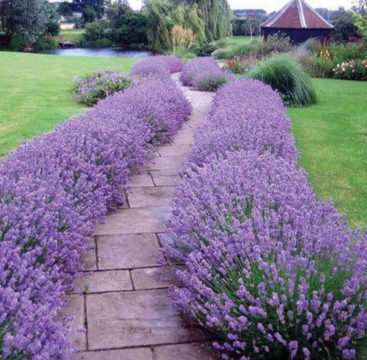 Lavandula angustifolia ‘Hidcote’ (English Lavender) – 3 Plants