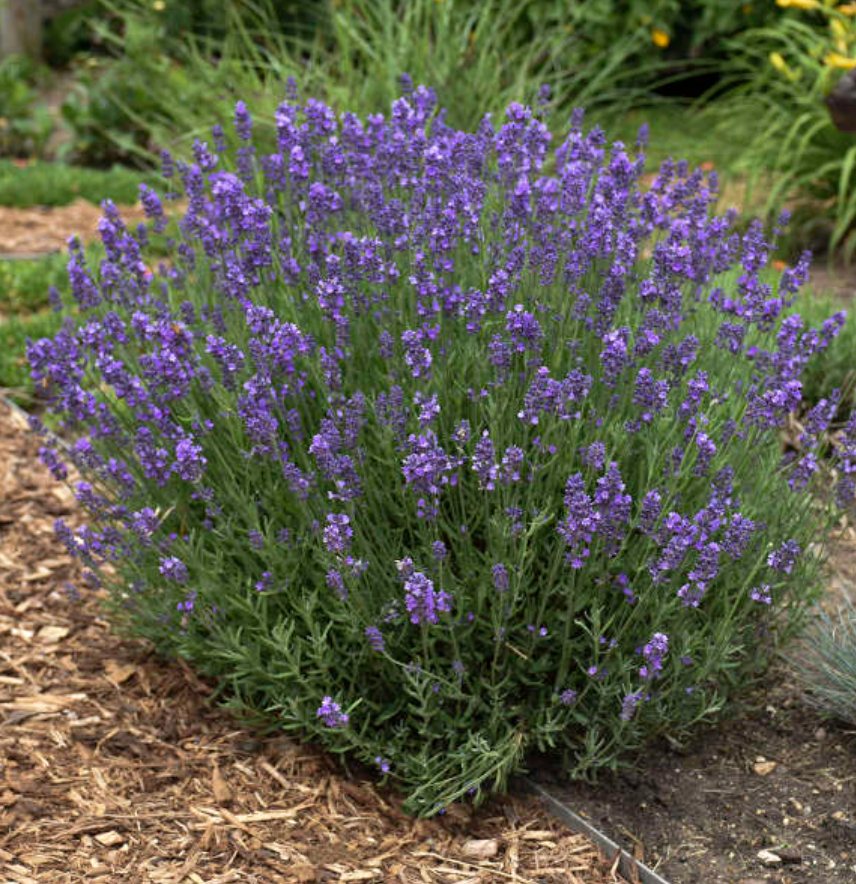 Lavandula angustifolia ‘Hidcote’ (English Lavender) – 3 Plants