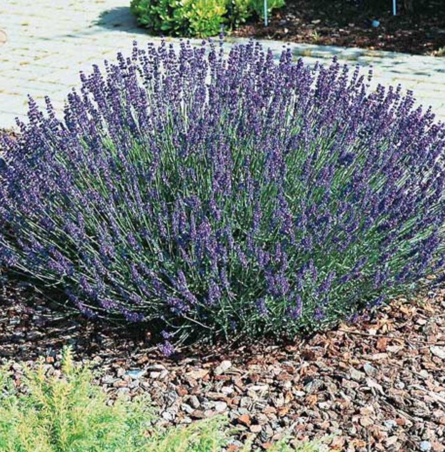 Lavandula angustifolia ‘Hidcote’ (English Lavender) – 3 Plants