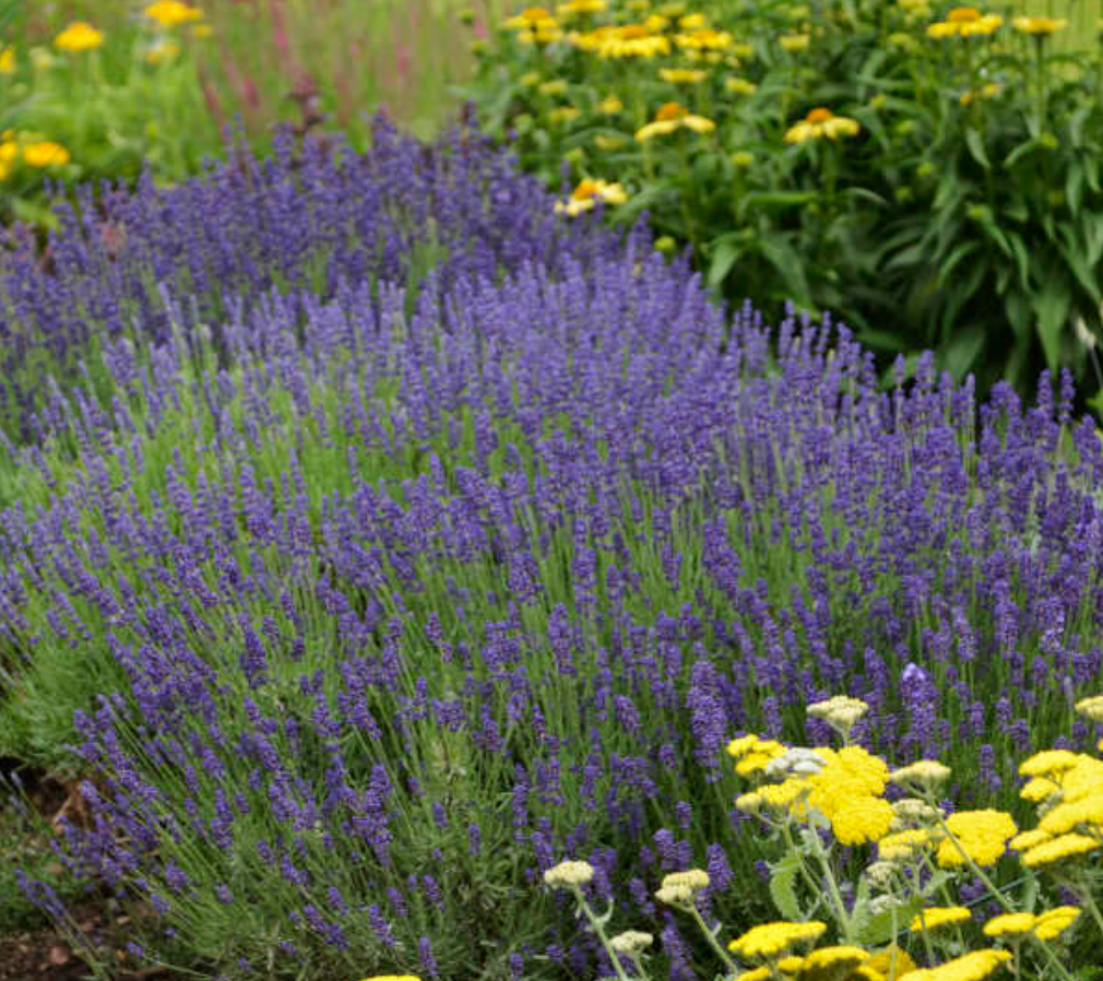 Lavandula angustifolia ‘Hidcote’ (English Lavender) – 3 Plants