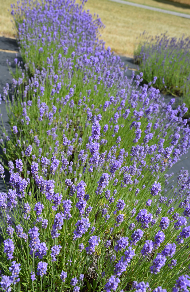 Lavandula angustifolia ‘Hidcote’ (English Lavender) – 3 Plants