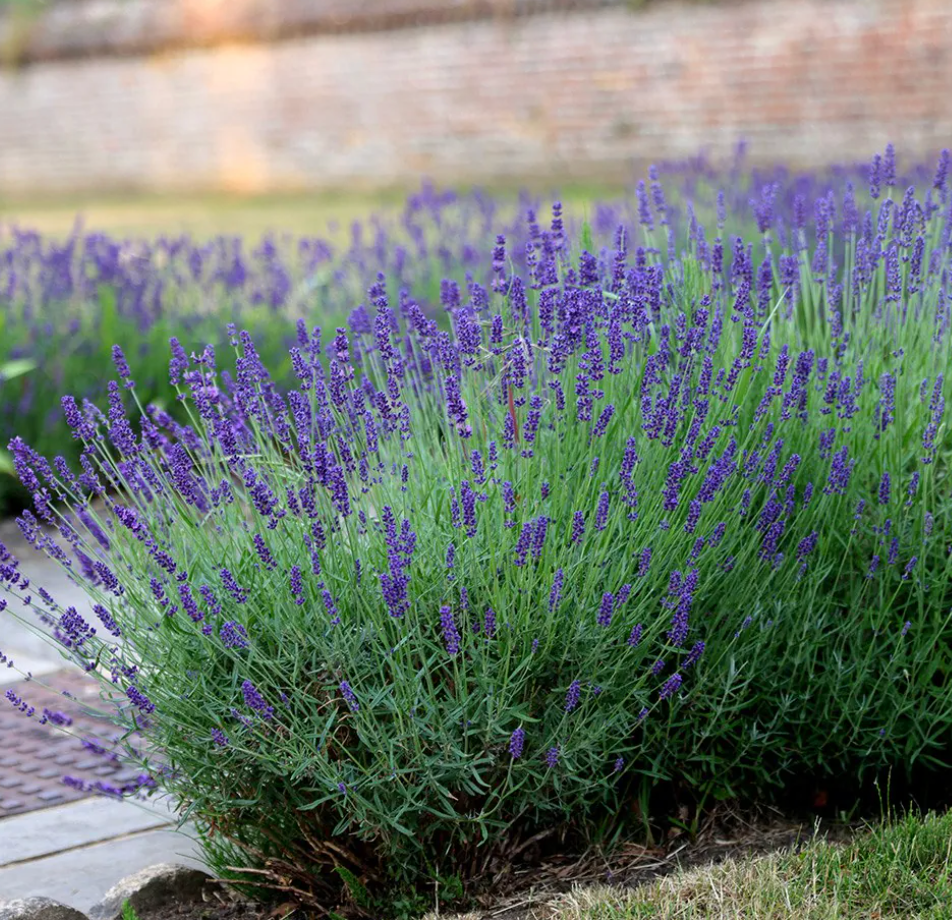 Lavandula angustifolia ‘Hidcote’ (English Lavender) – 3 Plants