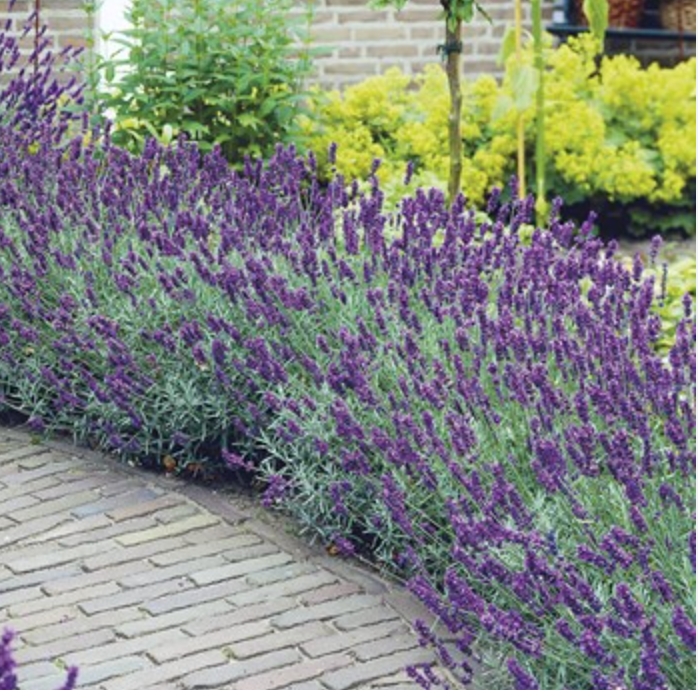 Lavandula angustifolia ‘Hidcote’ (English Lavender) – 3 Plants