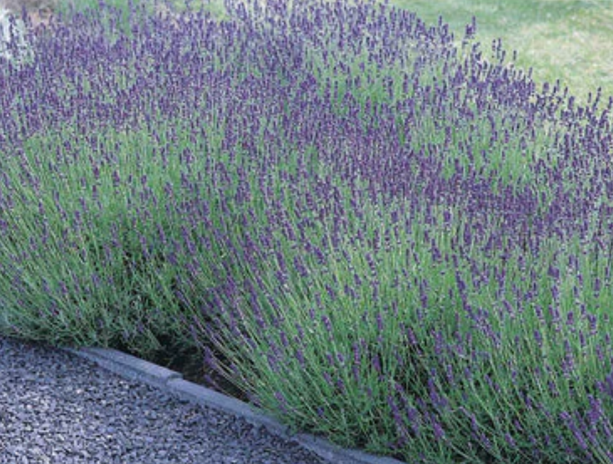 Lavandula angustifolia ‘Hidcote’ (English Lavender) – 3 Plants