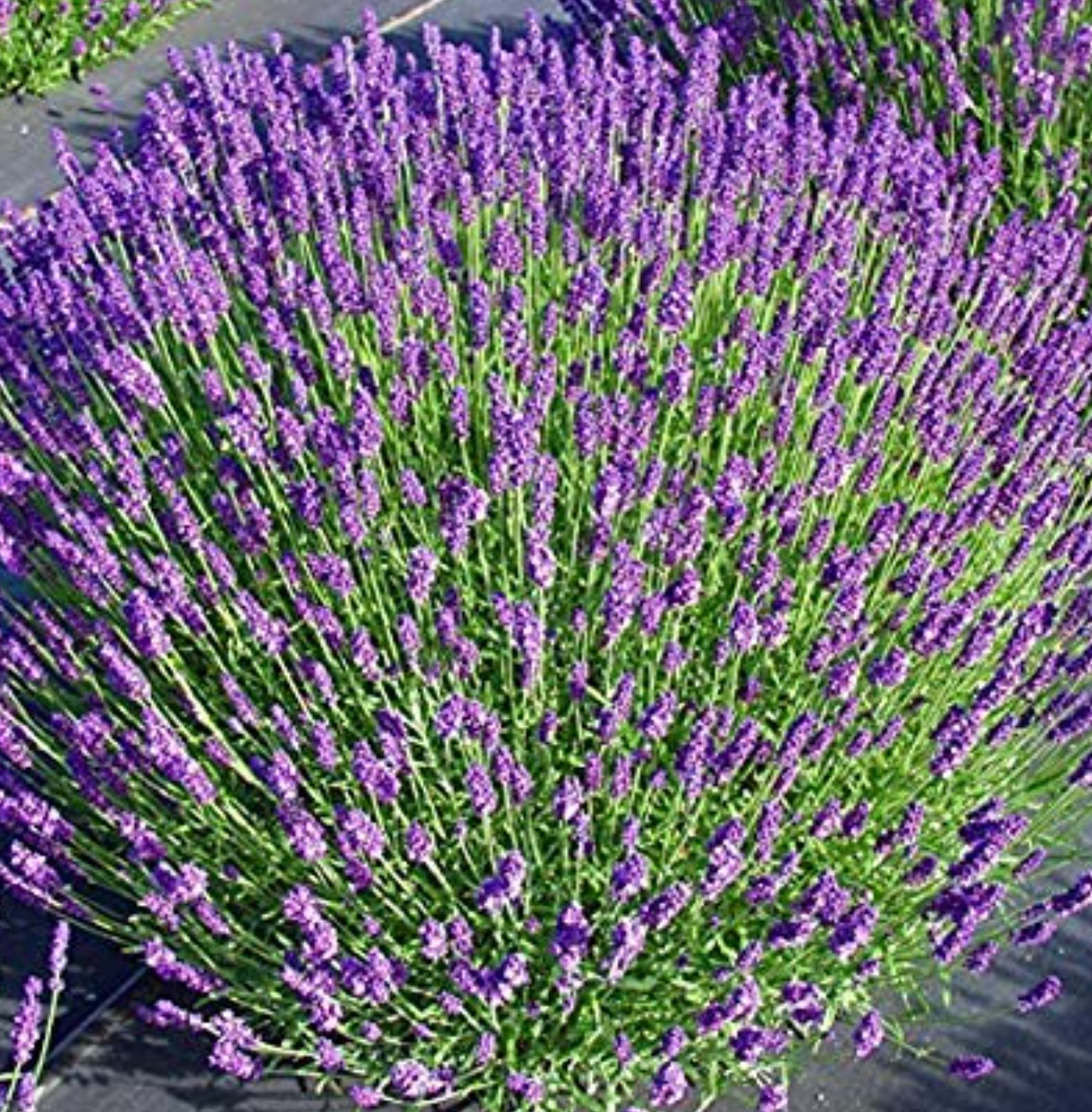 Lavandula angustifolia ‘Hidcote’ (English Lavender) – 3 Plants