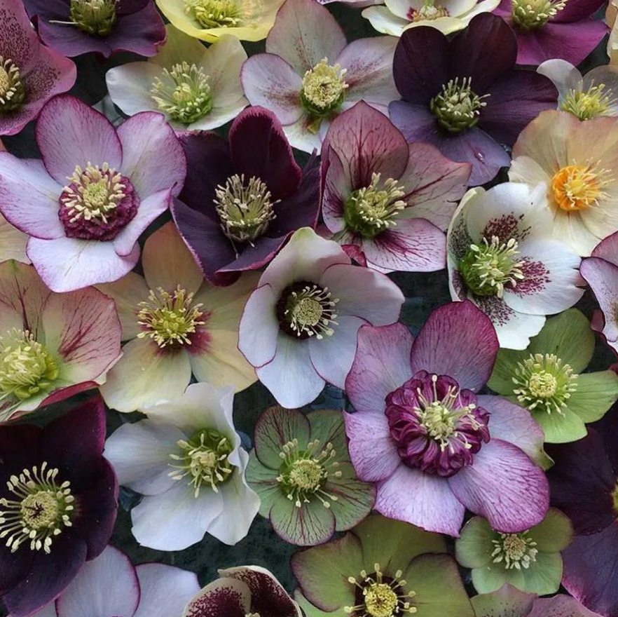 HELLEBORUS X orientalis 'Pine Knot Select Strain'- 2 Plants