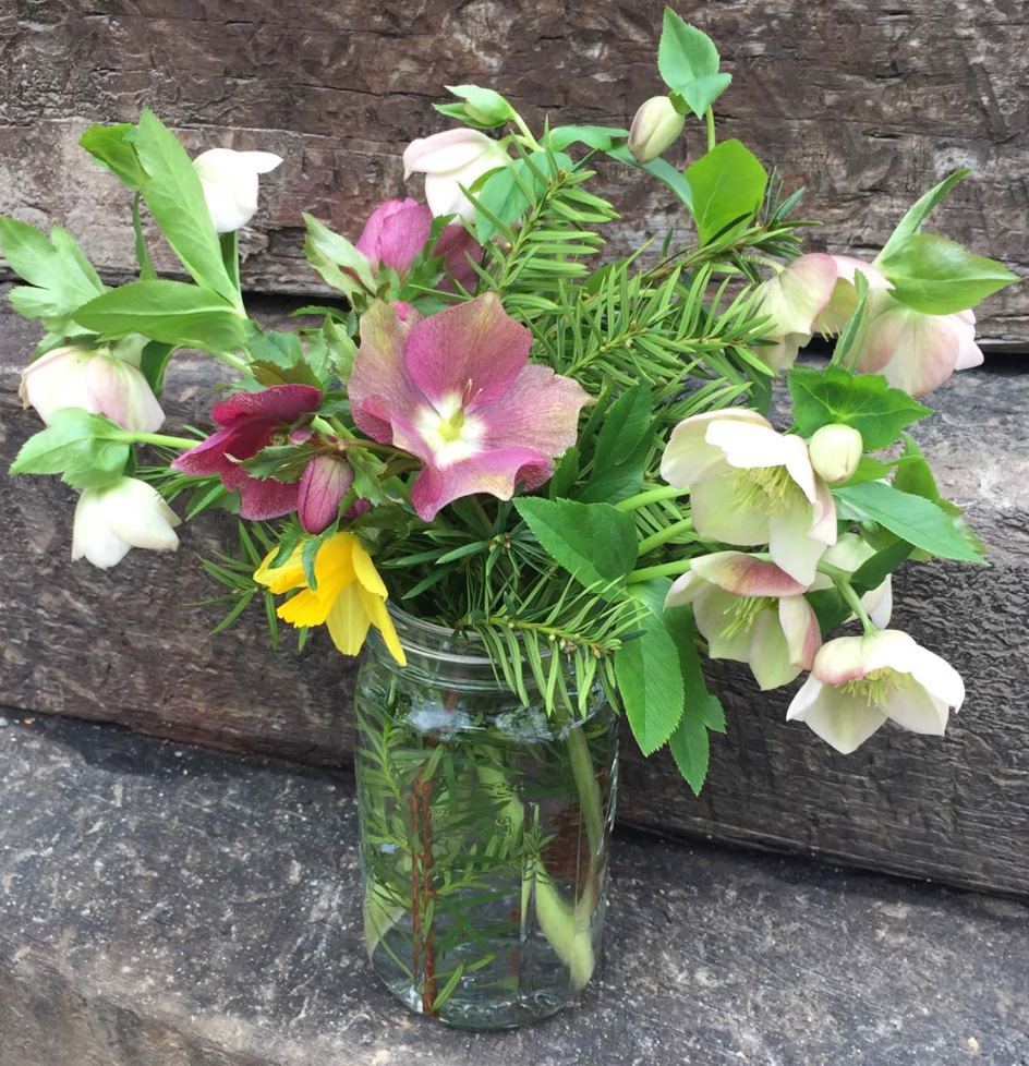 HELLEBORUS X orientalis 'Pine Knot Select Strain'- 2 Plants