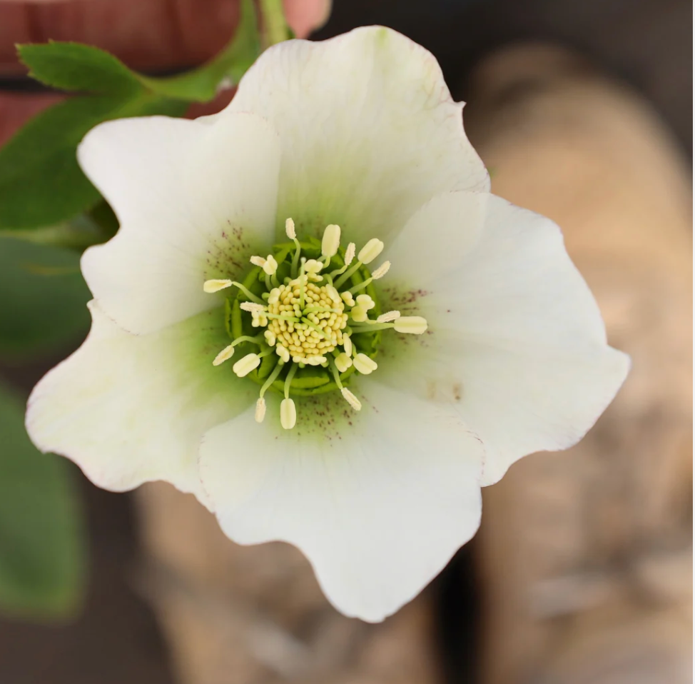 HELLEBORUS X orientalis 'Pine Knot Select Strain'- 2 Plants