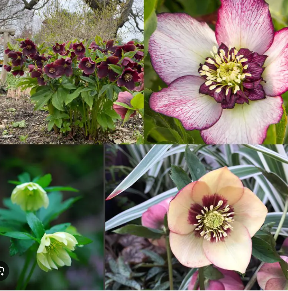 HELLEBORUS X orientalis 'Pine Knot Select Strain'- 2 Plants