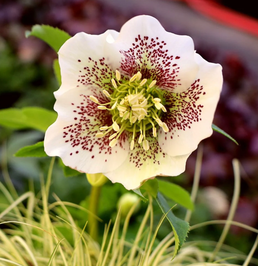 HELLEBORUS X orientalis 'Pine Knot Select Strain'- 2 Plants