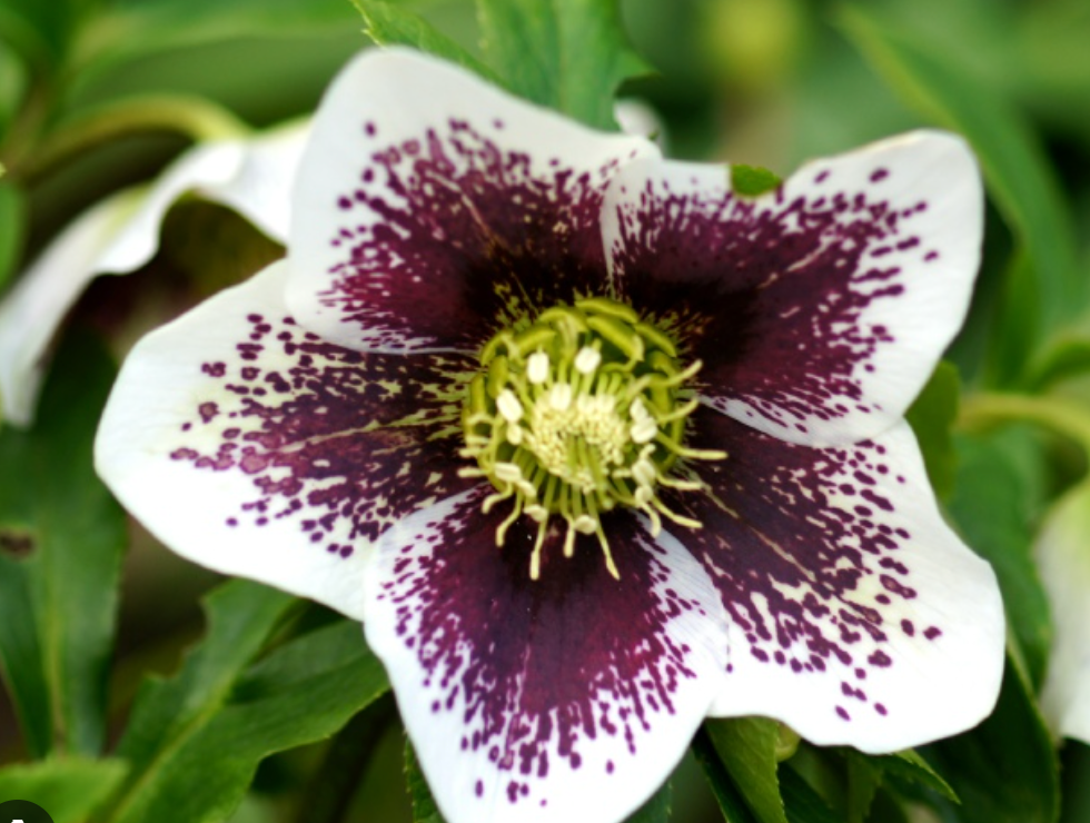 HELLEBORUS X orientalis 'Pine Knot Select Strain'- 2 Plants