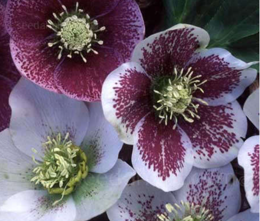 HELLEBORUS X orientalis 'Pine Knot Select Strain'- 2 Plants