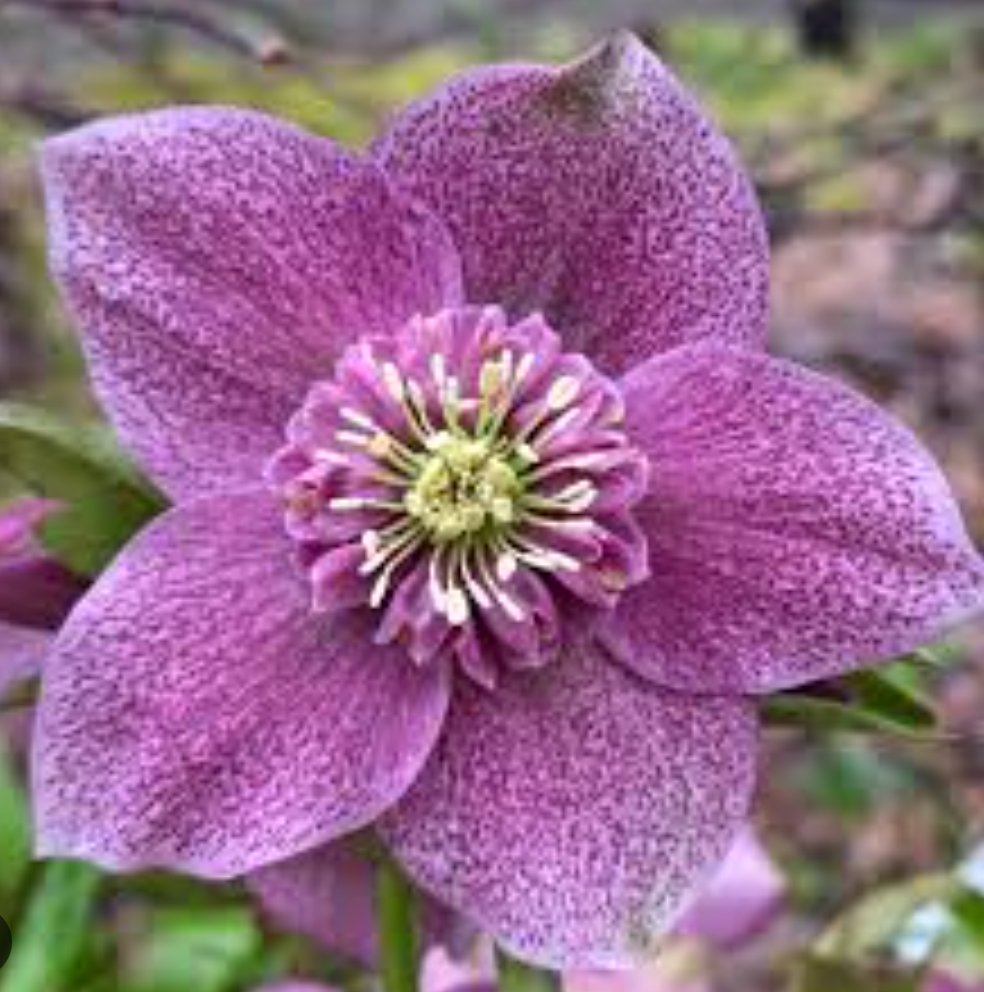 HELLEBORUS X orientalis 'Pine Knot Select Strain'- 2 Plants