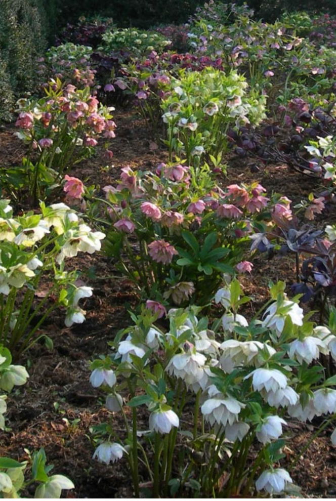 HELLEBORUS X orientalis 'Pine Knot Select Strain'- 2 Plants