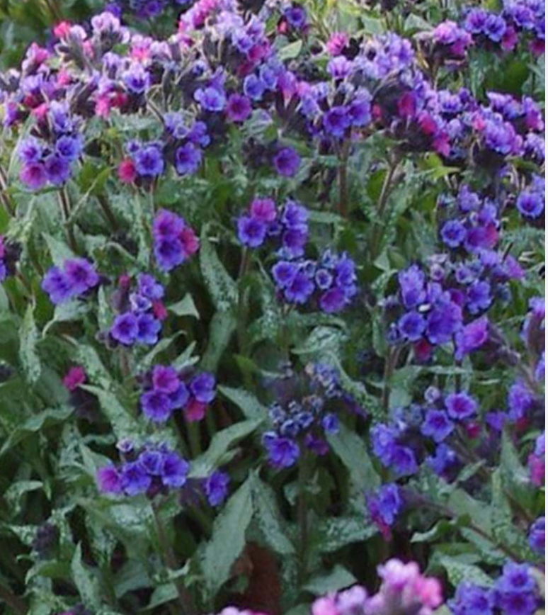 PULMONARIA 'Diana Clare'- 2 Plants (Copy)