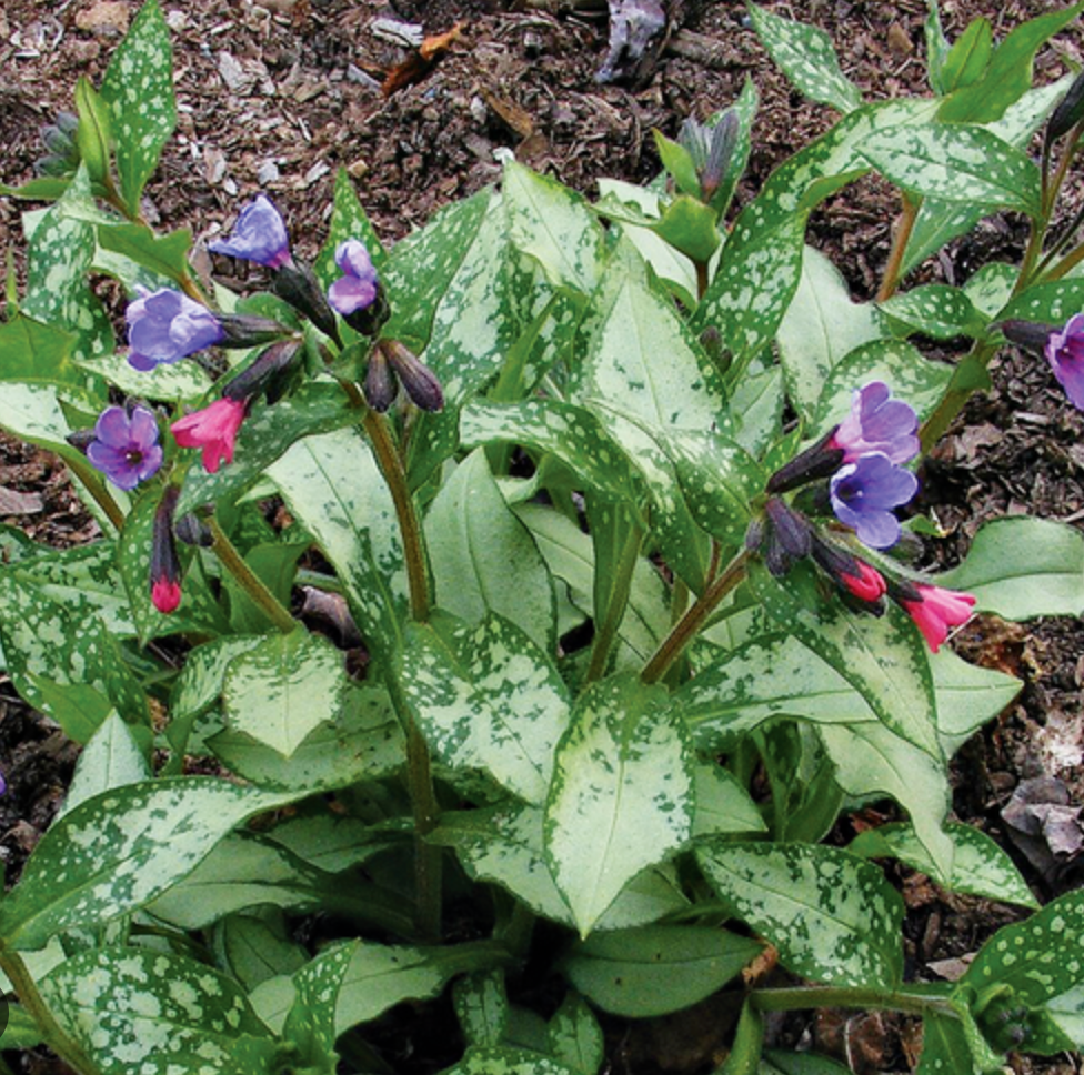 PULMONARIA 'Diana Clare'- 2 Plants (Copy)