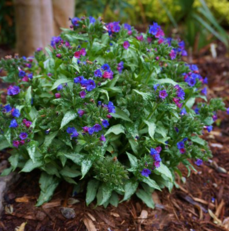 PULMONARIA 'Diana Clare'- 2 Plants (Copy)