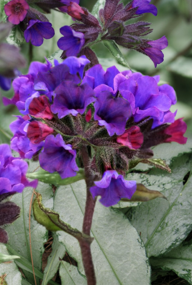 PULMONARIA 'Diana Clare'- 2 Plants (Copy)