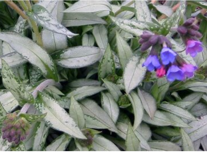 PULMONARIA 'Diana Clare'- 2 Plants (Copy)