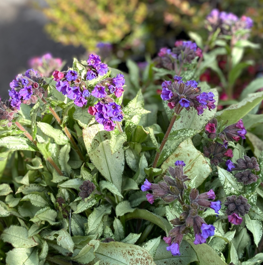 PULMONARIA 'Diana Clare'- 2 Plants (Copy)
